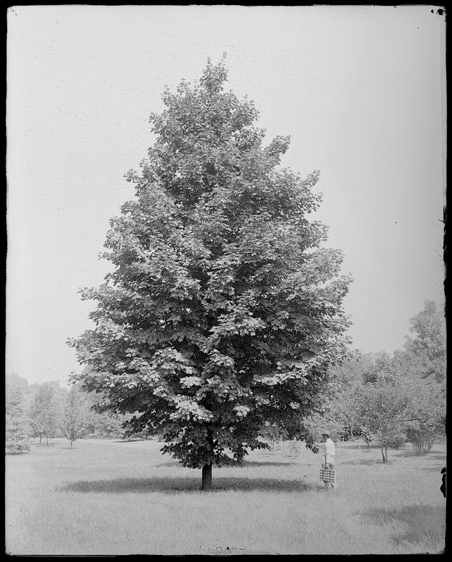 Acer saccharum