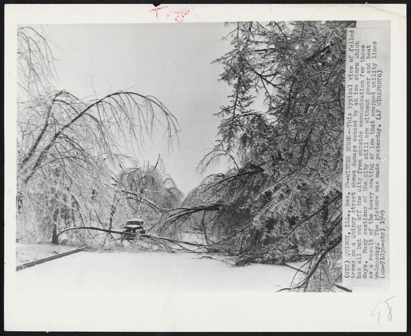 Winter Scene-This typical view of felled trees on a Quincy street shows damage caused by an ice storm which has all but cut off the city from outside communication for three days. Many sections of the city still are without power and heat as a result of the heavy coating of ice that snapped utility lines Wednesday. The picture was made yesterday.