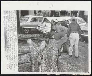 Bath, Maine - Tree Lands On Car As High Winds Hit New England - Workmen clear parking area at Bath Iron Works in Bath, Maine after huge elm tree toppled over on car in background during christening ceremonies for the Navy's new frigate millie ship the USS Josephus Daniels. No one was injured in the incident.