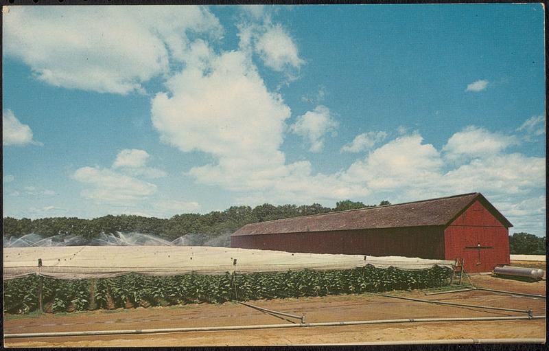 Irrigation over growing fields of shade tobacco