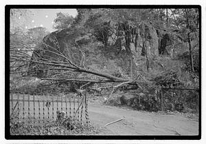 Uprooted tree
