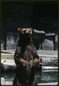 View of brown bear standing on its hind legs, San Francisco Zoo