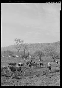 Cattle in field, Housatonic
