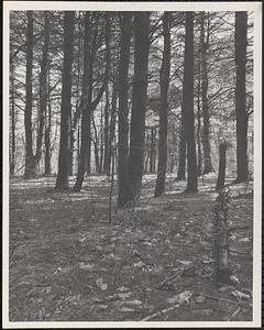 Grove of pine trees shown in Moose Hill Sanctuary