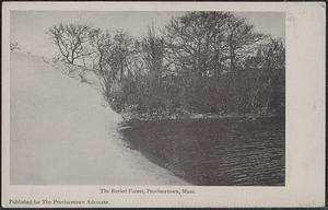 The Buried Forest, Provincetown, Mass.