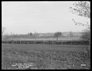Wachusett Reservoir, tree nursery at Lamson's, Boylston, Mass., Nov. 13, 1900