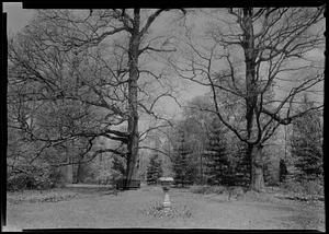 Three ancient oaks in shrub garden of J. F. McFadden