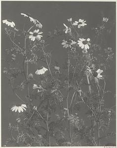 273. Anthemis cotula, chamomile, may-weed