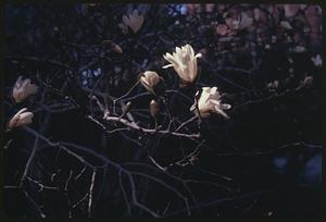 Flowering tree, possibly magnolias