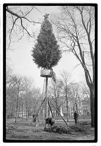 Setting up Christmas tree, Boston Common