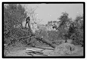 Uprooted tree