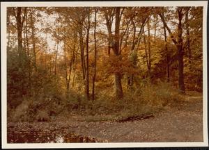 Forest, Boston