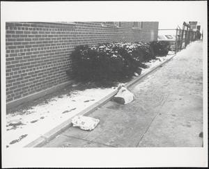 Litter among hedges