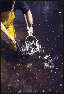 Stocking Pacific Coast "Coho" Salmon