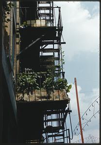 Plants growing on iron balcony
