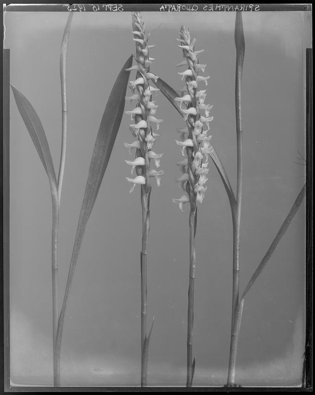 Spiranthes odorata