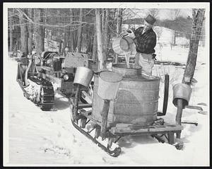 Maple Harvest-Charles Bosse empties bucket of sweet maple sap into vat on tractor-drawn pung as the maple sugar harvesting season gets under way at Jaffrey,, N. H. Due to continued cold weather the harvest is slow this season. Bosse works on the farm of Charles Bacon in the Monadnock region where they still have plenty of snow.