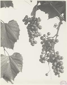 294. Vitis vulpina, frost, or chicken grape