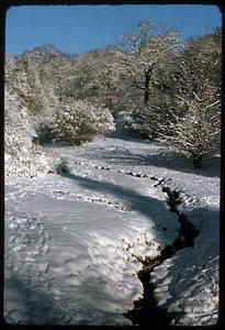 Snow on trees and ground