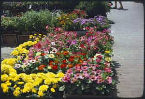 Flower market Boston