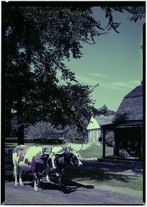 Span of Oxen, Old Sturbridge Village