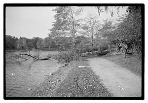 Uprooted tree in body of water