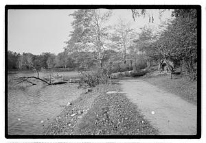Uprooted tree in body of water