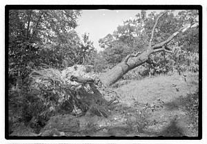 Uprooted tree