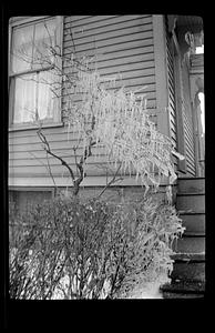 Icicle tree - winter shot