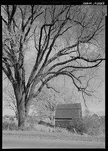 Essex, tree and building