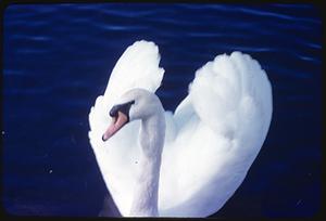 Swan, Martha's Vineyard