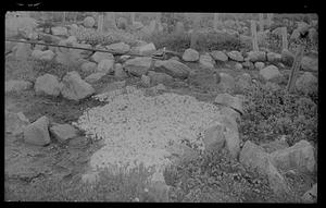 Phlox in rock garden