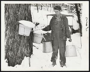 Spring Sign in New England-The sap is running in the New England maples, and farmers are hailing at once the coming of spring and the making of syrup and sugar. This scene is on a farm in Marlboro, N. H.