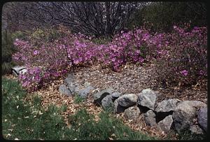 Pink flowers growing by rock border