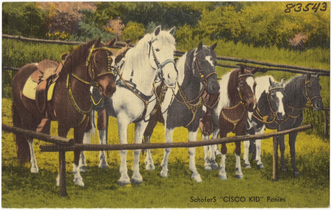 SchoferS "Cisco Kid" Ponies