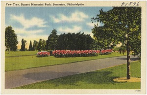 Yew Tree, Sunset Memorial Park, Somerton, Philadelphia