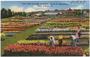 The test flower garden, School of Agriculture, State College, Pa.