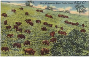 Herd of American Bison, Texter Game Preserve, Pa.