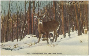 "Buck", Pennsylvania and New York States