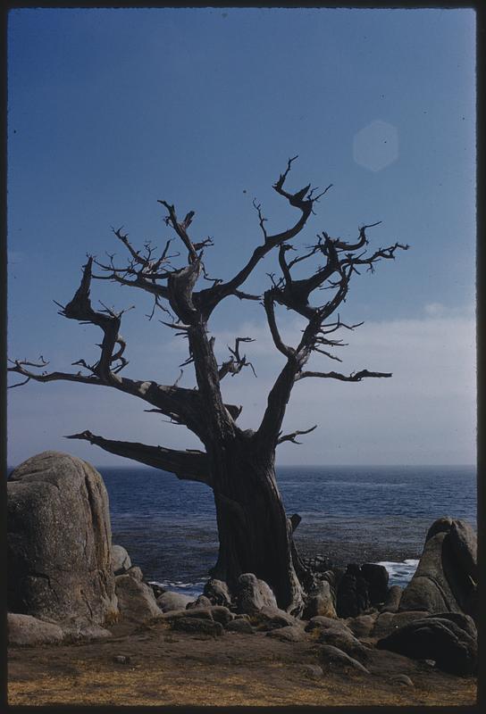 Tree California Coast Carmel Bay Digital Commonwealth   Image Access 800 