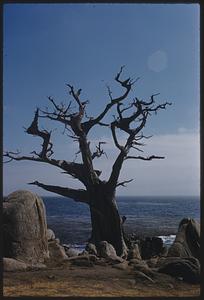 Tree, California coast, Carmel Bay