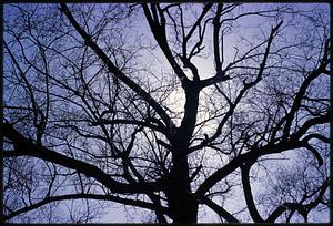 Leafless tree against blue sky