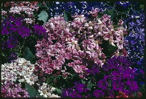 View of flowers