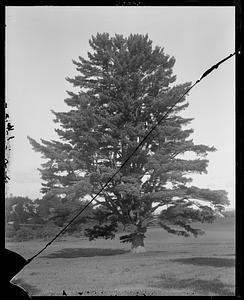 Holmes' Pine