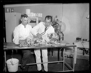Two men giving three Dalmatians a checkup