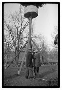 Setting up Christmas tree, Boston Common