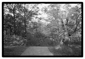 Damaged tree