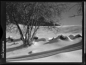 Middleton, tree in snow