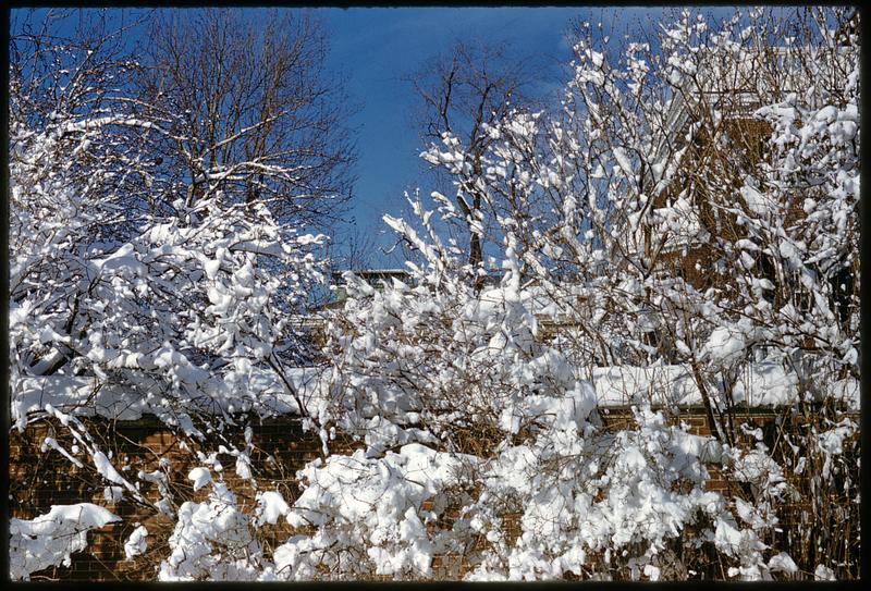 Branches covered in snow, Cambridge, Massachusetts