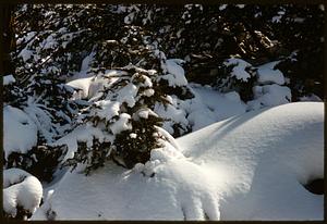 Snow-covered trees, Arnold Arboretum